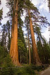 Sequoias in Yosemite.