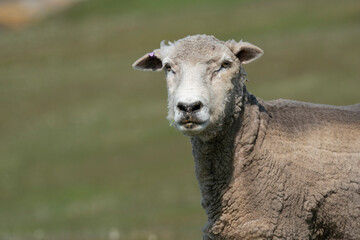 Fototapeta premium Sheep (Ovis aries)