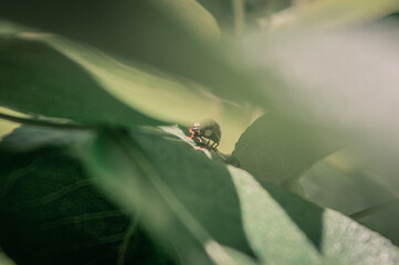 Ladybug on leaf with unfocused background