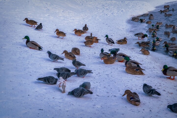 Fototapeta premium A flock of wild ducks wintering on the river in a city park. Beautiful sunset scene. Duck close up.