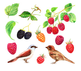 Raspberry, birds  clip art. 
 Stock illustration. Hand painted in watercolor.