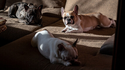 three french bulldogs peacefully  resting in bed. white brown and black frenchies resting. cute dog family in room