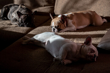  three french bulldogs peacefully resting in bed. white brown and black frenchies resting. cute dog family in room
