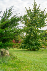 summer green garden or park