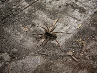 Spider wolf on the hunt