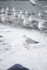 Seagulls and a frosty snow storm by the sea. Cold pier.