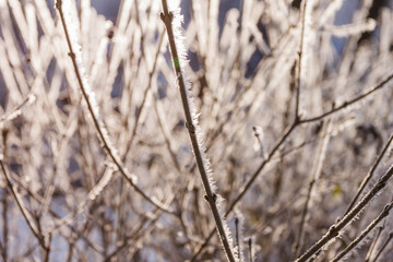 Winter background. Branches. Abstract. The small depth of field.