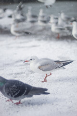 Seagulls and a frosty snow storm by the sea. Cold pier.