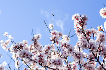 almond blossom