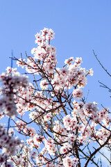 almond blossom