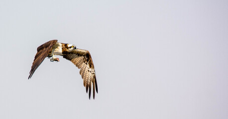 Obraz premium osprey with kill