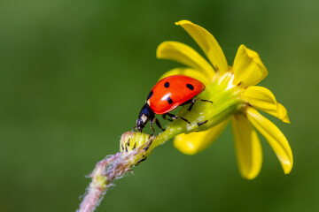 Ladybug and spring flower on a green background