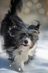 Running mixed breed in snow landscape