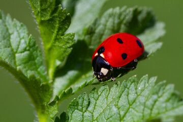 red ladybug on green leaf