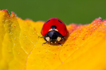 red ladybug on green leaf