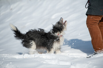 Playing cross breed dog in winter landscape