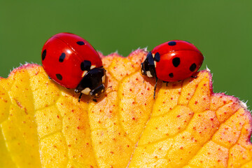 red ladybug on green leaf