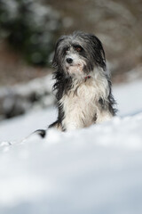 Cross breed dog sitting in snow landscape