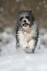 Running mixed breed in snow landscape