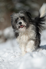 Running mixed breed in snow landscape