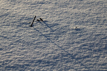 Halme im Schnee