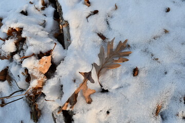 Oak leaf laying in the snow.