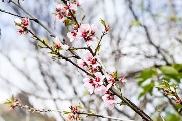 almond blossom
