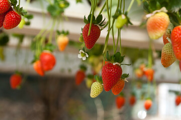 Strawberries growing in greenhouse