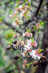 almond blossom