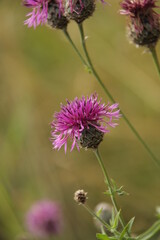 Репейник один в поле воин