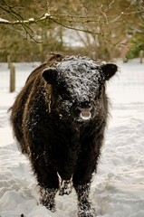 A black galloway in the snow