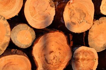 Gefällte Bäume Holzstapel im Sonnenlicht