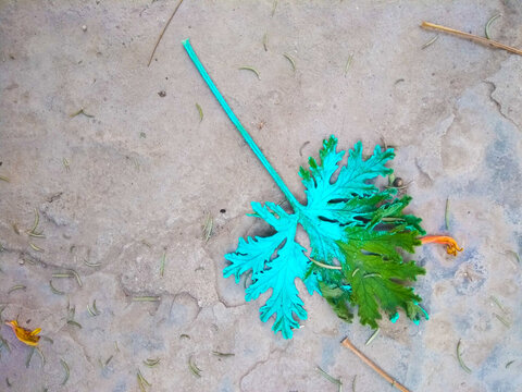 Hoja de citronela pintada color turquesa