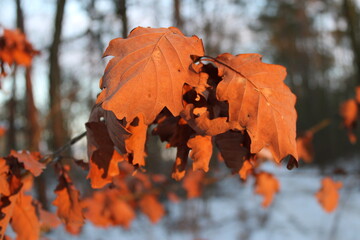 Eiche Laub im Winter Quercus