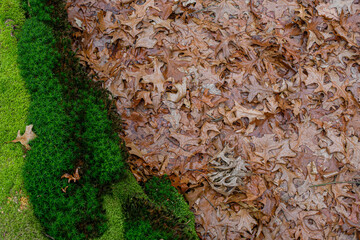 dried oak leaves and moss in the forest