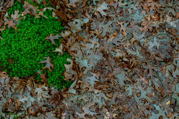 dried oak leaves and moss in the forest
