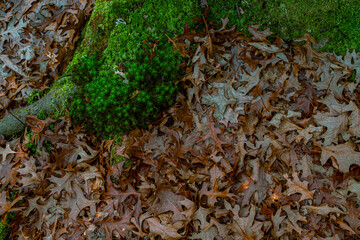 dried oak leaves and moss in the forest