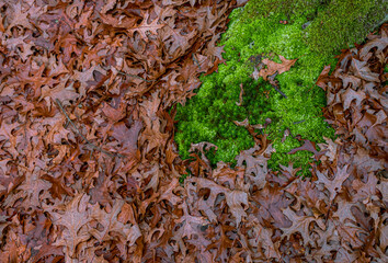 dried oak leaves and moss in the forest
