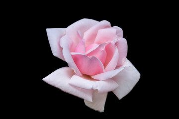 Pink rose  isolated against black background