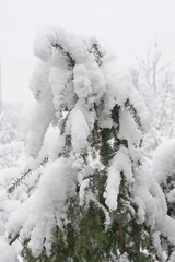 Schneelast auf Zweigen - Baum im Winter