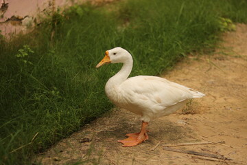 Naklejka na ściany i meble A white duck having green grass