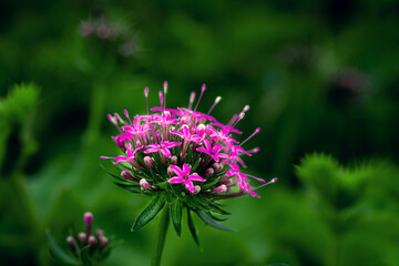 macro photography of summer flowers