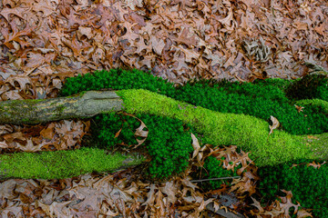 dried oak leaves and moss in the forest