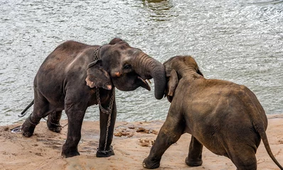 Fotobehang Two elephants play on a riverbank in Sri Lanka © Александр Коликов
