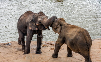 Fototapeta na wymiar Two elephants play on a riverbank in Sri Lanka