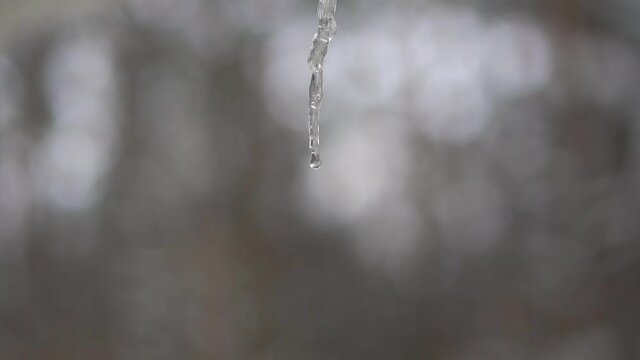Icicle dripping