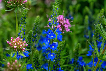 macro photography of summer blau  flowers. Natural background. Flowers background. Beautiful neutral colors