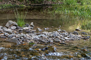The Tall Grass in the Rocks
