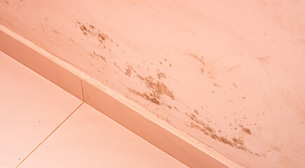Mofo., fungos, microorganismo. Parede de cor rosada com mofo no quarto de uma casa.