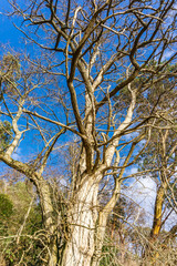 Bare Park Trees 4